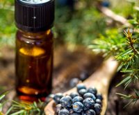 juniper-berry-essential-oil